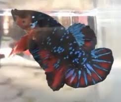 Check spelling or type a new query. Jenis Ikan Laga Paling Mahal Gambar Jenis Ekor Ikan Laga Rm7000