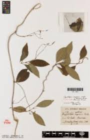 Image result for Cryptolepis cryptolepioides