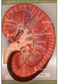 The kidneys' function is dependent on a constant blood supply, so interruptions in the blood flow to the kidneys may result in tissue death and loss of kidney function. Urinary Models