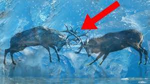 Hes says it's not unusual for animals to break through the frozen surface of the river in winter, and he's seen a frozen deer and wild boar in the past. Animals Discovered Frozen In Ice Youtube