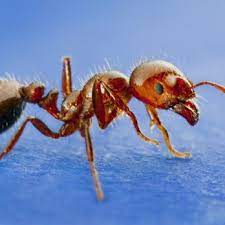 St louis pest control exterminator. Stl Pest Control 107 Photos 47 Reviews Pest Control 2525 Hampton Ave Saint Louis Mo Phone Number Services