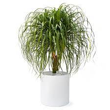 Pricetail self watering spike planter drip irrigation watering spikes moist roots for plant healthier self watering plant automatic dripper watering bird reservoir 4 packs. Ponytail Palm Care Guide Beaucarnea Recurvata Plant The Future