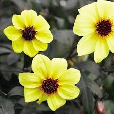 Maybe you would like to learn more about one of these? Mystic Illusion Dahlia Hybrid Proven Winners