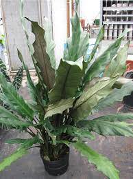Like colocasia, the tubers of xanthosoma are edible. Alocasia Lauterbachiana Elephant Ear Plant Lust
