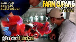 Ikan ini mempunyai bentuk dan karakter yang unik dan cenderung agresif dalam mempertahankan. Kunjungan Ke Peternak Cupang Kualitas Rerebettabekasi Youtube
