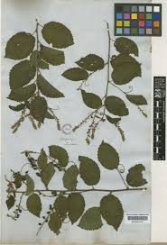 Image result for Gouania