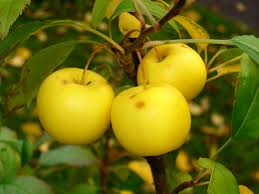 Klehms improved bechtel) produces light pink flowers. Malus Sylvestris Wikipedia
