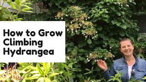 Today, a recent climbing hydrangea has been introduced and this vine are perfect for growing on a fence pergola, trellis, or even to cover a wall. How To Grow Climbing Hydrangea Youtube