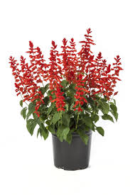 Salvia Splendens Grandstand Salvia Plants Red Salvia Salvia