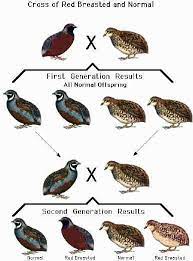Mutations Of The Button Quail Cinnamon Golden Pearl Blue Face Red Breasted Raising Quail Button Quail Quail Coop