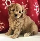 Peekapoo - characteristics, appearance and pictures