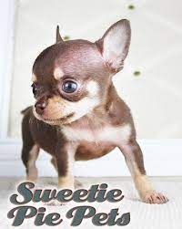 Merle chihuahua puppies for sale california. Long Hair Teacup Chihuahua Puppies In Los Angeles Ca Sweetie Pie Pets Sweetie Pie Pets Chihuahua Puppies Teacup Chihuahua Puppies Puppies