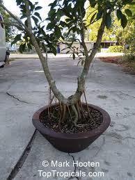 Image result for Ficus laurifolia