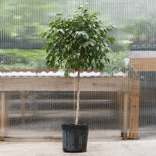 Image result for Ficus benjamina
