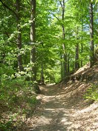 Las, silesian voivodeship, a village in southern poland. Las Wikicytaty