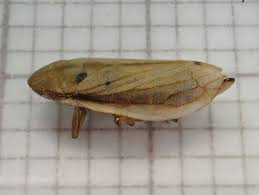 Image result for Nesaea linearis