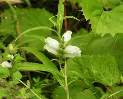 Image result for Blotiella glabra