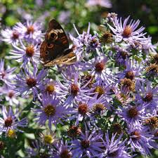 Image result for Lettowianthus