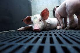 Rappelant que, dans la première affaire verein gegen tierfabriken (vgt) contre suisse (requête n o 24699/94, arrêt du 28 juin 2001), le comité des ministres avait clos sa surveillance de l'exécution de l'arrêt sur la base des informations. Schwein Im Gluck Vegane Gesellschaft Osterreich