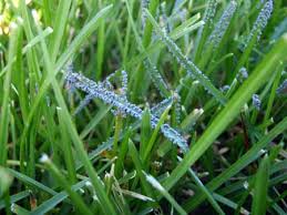 Slime mold or slime mould is an informal name given to several kinds of unrelated eukaryotic organisms that can live freely as single cells. Fungi In Lawns Getting Interesting Msu Extension