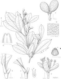 Image result for Tricalysia sp. E