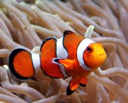 Ada banyak jenis ikan hias aquarium yang memiliki tubuh yang indah dan cantik. Ikan Hias Aquarium Yang Mudah Dipelihara Dan Cantik Ikan Ikan Cantik