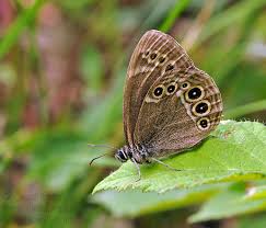 Image result for Lopinga achine