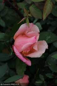 Document Sans Nom Fleurs Simples Feuilles Vertes Fleur Rose