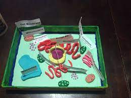 Check spelling or type a new query. Plant Cell Made Out Of Play Dough 5th Grade Project Plant Cell Project Cells Project Drums For Kids