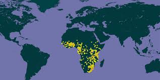 Image result for Agelanthus sambesiacus