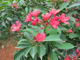 Image result for Jatropha erythropoda