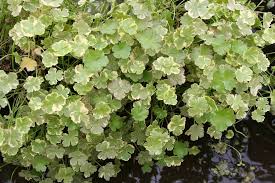 Image result for Hydrocotyle sibthorpioides