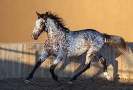 Whether the region's name is (an anglicisation of). A Guide To Appaloosa Horse Horsy Land All About Horses