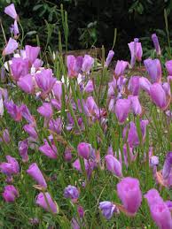 Image result for Kotschya recurvifolia