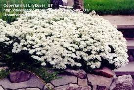 Pin On Gardening