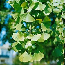 Now ginkgo biloba гинкго плюс 500 мг капсулы, 50 шт. Ginkgo Biloba Simon Pflanzen Fur Dich De 14 95