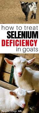 Identifying And Treating Selenium Deficiency In Goats Goat Health Raising Goats Goat Care