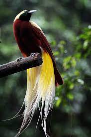  Burung Cenderawasih Paradisaeidae Bird Of Paradise Asal Papua Burung Cantik Gambar Burung Hewan