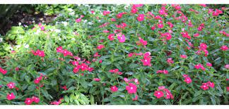 Annual vinca, or annual periwinkle, are heat loving annuals that produce large, flat flowers over glossy green foliage. Vinca Annual Costa Farms