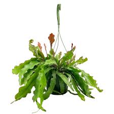 Image result for Rhabdophyllum affine