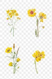 Hand Drawn Yellow Flower Png Set Floral Illustration Free Image By Rawpixel Com Hein Floral Illustrations Floral Illustration Free Yellow Flowers