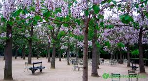 Павло́вния продолговатая, или павло́вния удлинённая — вид растений рода павловния (paulownia) семейства павловниевые (paulowniaceae). Uhod I Vyrashivanie Pavlovnii Agro Market24