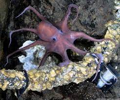 22 Reasons Why The Octopus Is The Biggest Badass In The Ocean Octopus Octopus Eyes Doe Eyes