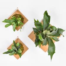 Image result for Platysepalum