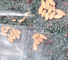 Image result for Cucumis sacleuxii