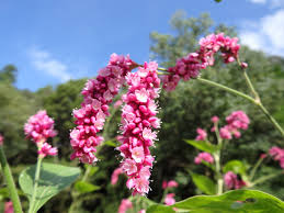 大毛蓼(オオケタデ)と四角豆(シカクマメ)と熨斗蘭(ノシラン)等～』 : 自然風の自然風だより