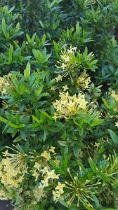Image result for Ixora praetermissa