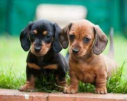 2020 cutest dog winner, penny the miniature dachshund. 140 Dachshund Puppies Ideas Dachshund Puppies Puppies Dachshund