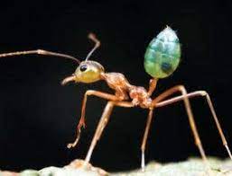 Ants are seen visiting flowers with great frequency. Weaver Ants Help Flowers Get The Best Pollinator New Scientist