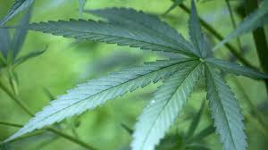 Das bundesverwaltungsgericht hat erstmalig einem schwerkranken mann den. Cannabis Als Medikament Anbau Fur Kranke Erlaubt Welt